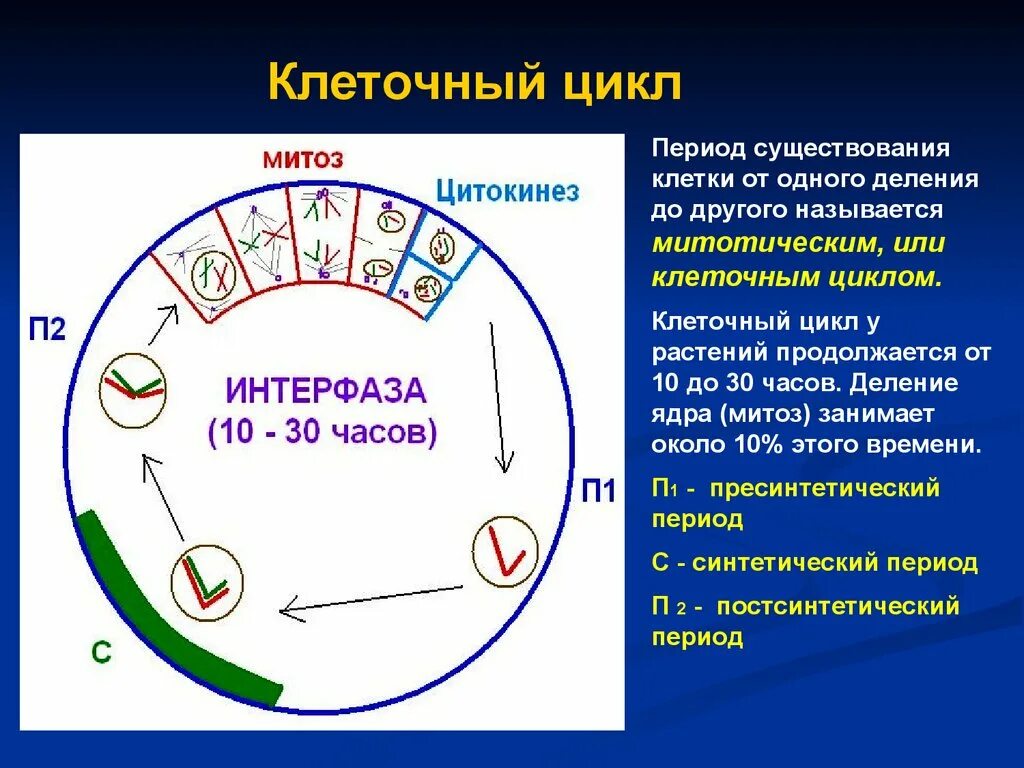 Клеточный цикл клетки интерфаза. Период g1 клеточного цикла. Клеточный цикл митоз биология. Биология 9 класс клеточный цикл митоз. 3 этапа интерфазы