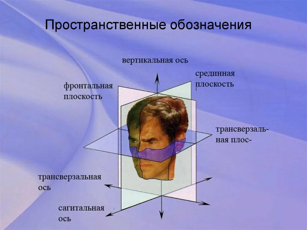 Вертикальную или фронтальную загрузку. Трансверзальная плоскость. Сагиттальная и трансверзальная плоскость. Плоскости в стоматологии. Трансверзальная плоскость в стоматологии.