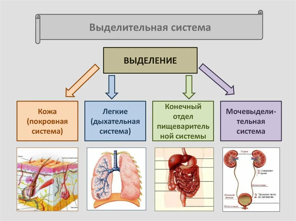 Процессы выделения человека