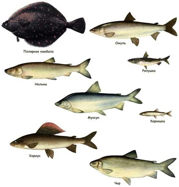 Северная рыба виды