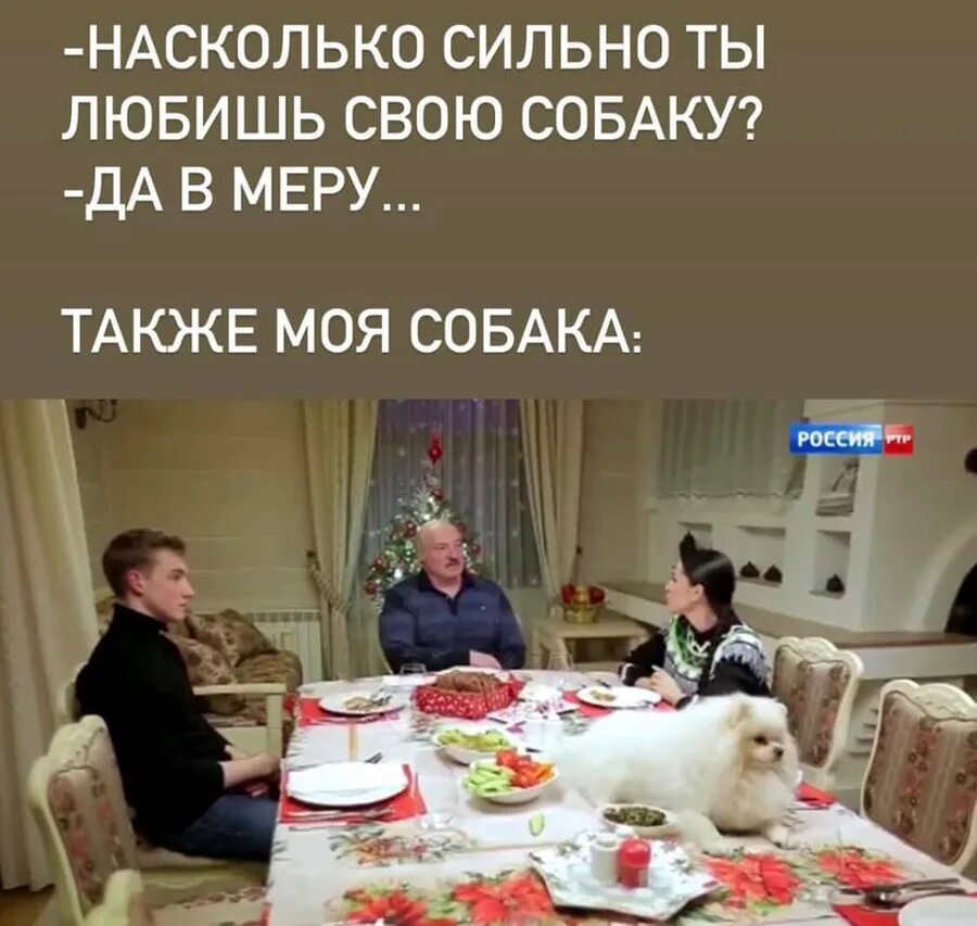 Лукашенко и шпиц умка. Шпиц умка лукашенко. собака лукашенко. лукашенко собачка на столе. интервью лукашенко с собакой на столе.