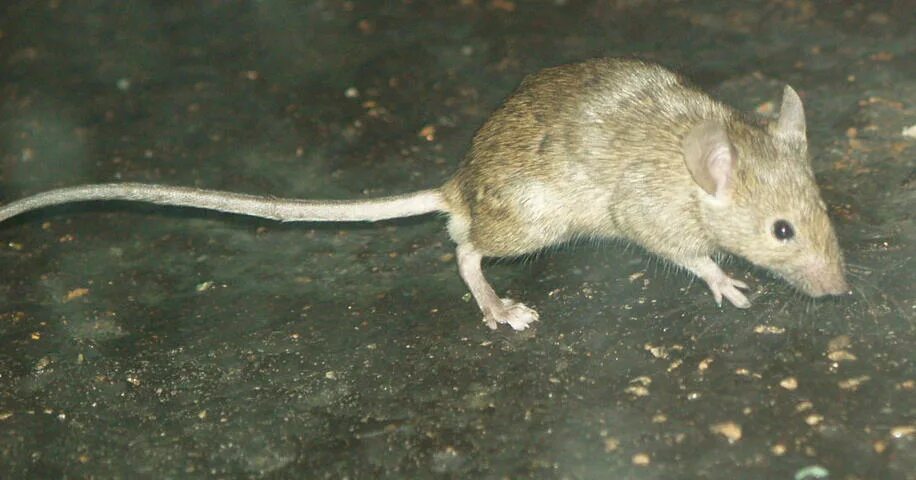 Musculus мышь. Mus musculus домовая мышь. домовая мышь mus musculus linnaeus. мышь домовая серая. mus musculus (мышь домовая) линия: с57bl6.