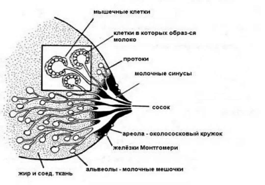 Строение молочной железы при лактации мастит. Строение молочной железы кормление грудью. Строение молочной железы при кормлении. Лактостаз строение молочной железы. Лактостазы у кормящей мамы