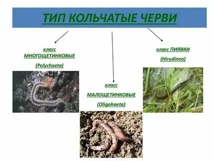 Черви какое царство животных. Черви какое царство животных