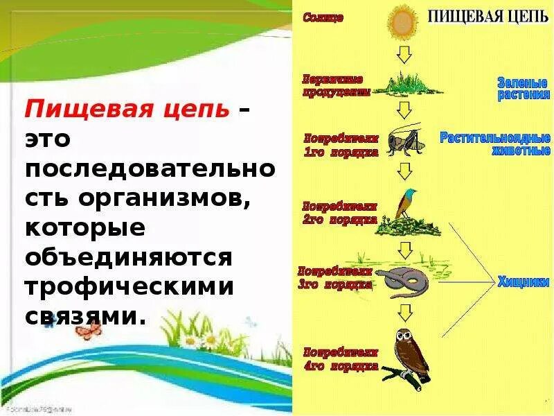 Пищевая цепь названия звеньев. Пищевая сеть. трофические уровни.. цепь питания трофическая цепь. пищевая цепочка питания. звенья пищевой цепи.