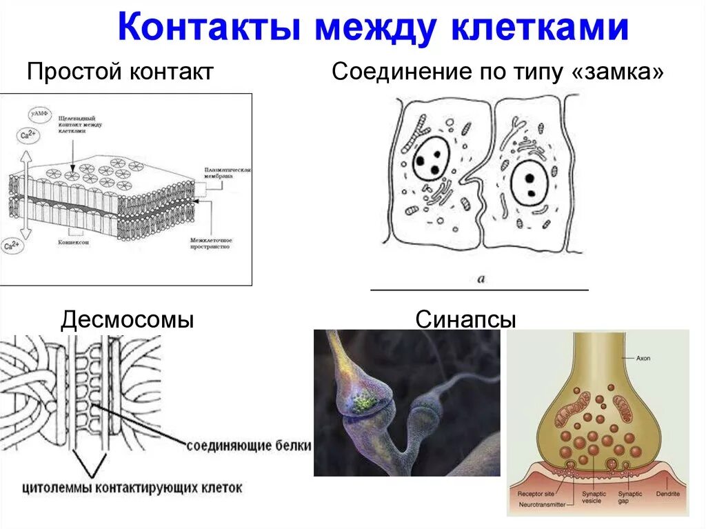 Между клетками есть. Схема строения межклеточных контактов. Типы межклеточных соединений. Типы межклеточных контактов схемы. Схема строения межклеточных контактов гистология.