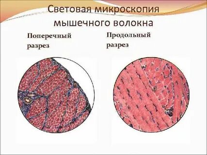 Волокна скелетных мышц под микроскопом текст