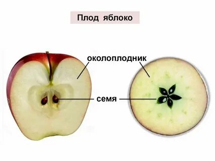Примеры яблони