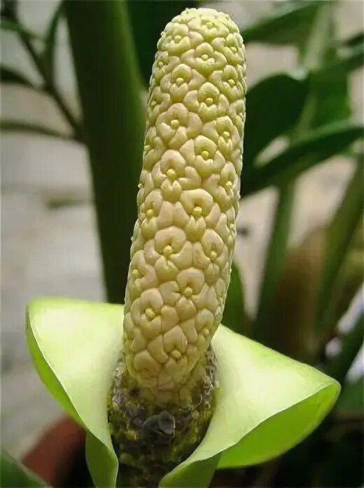 Цветы замиокулькас как выглядят zamioculcas-giftig-9978 Indoor plants low light, Indoor plants, Plants