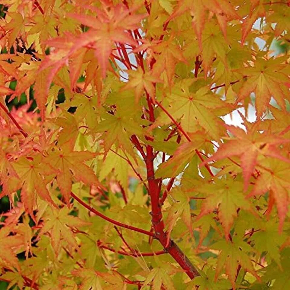 Клен асер. Acer palmatum sangokaku. клён дланевидный сангокаку. клен японский sango kaku. клен palmatum.