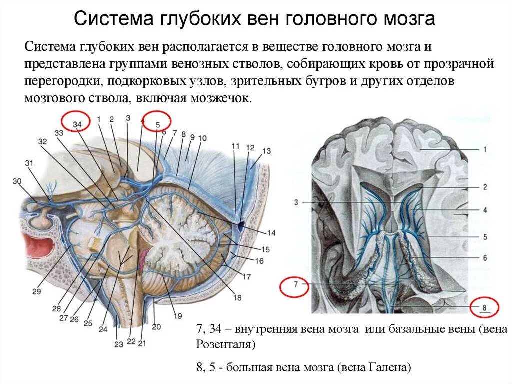 Вены головного мозга. Вена Галена головного мозга. Большая Вена мозга Вена Галена. Вена Розенталя анатомия.