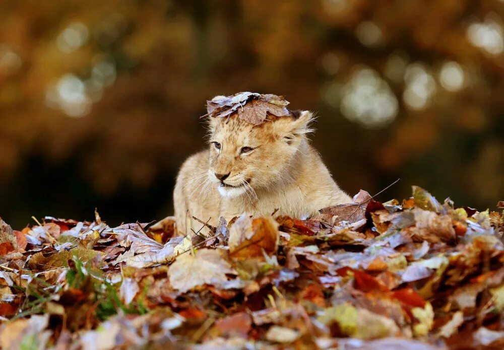 Осенний зверь