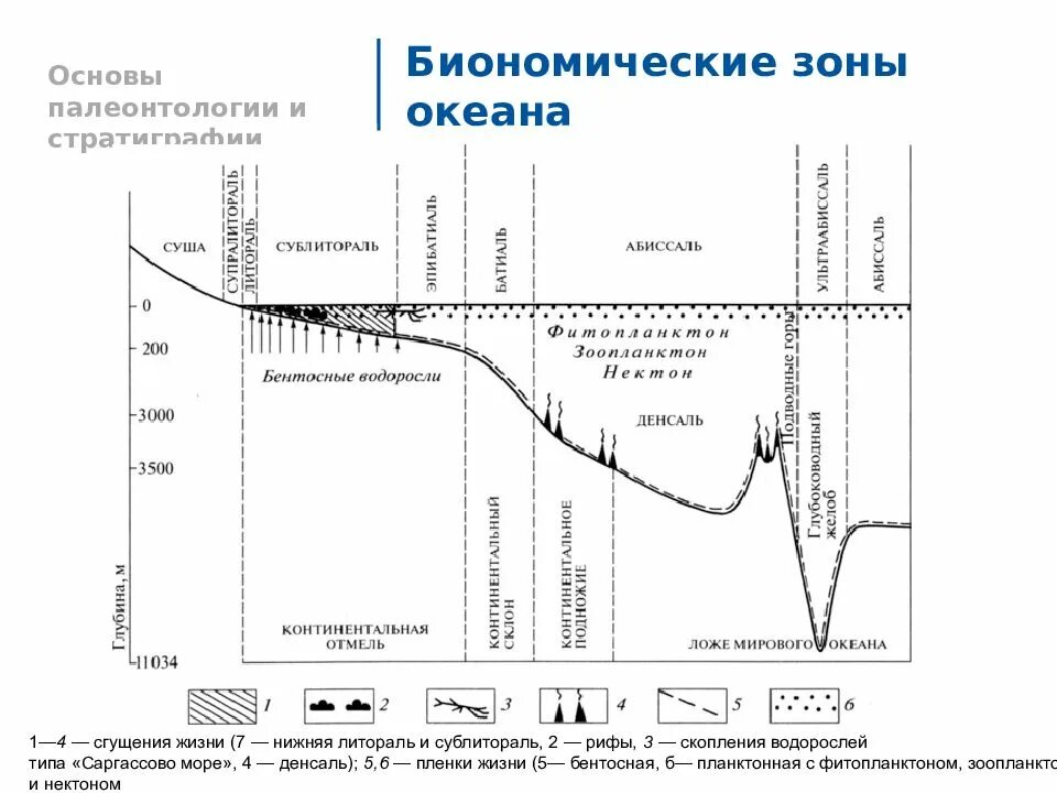 Зоны морского океана. Биономические зоны мирового океана. Литораль Батиаль абиссаль. Зоны морей Геология Литораль. Зоны дна мирового океана литоральная.