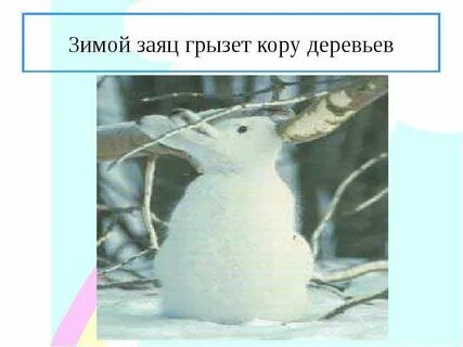 Заяц есть осину