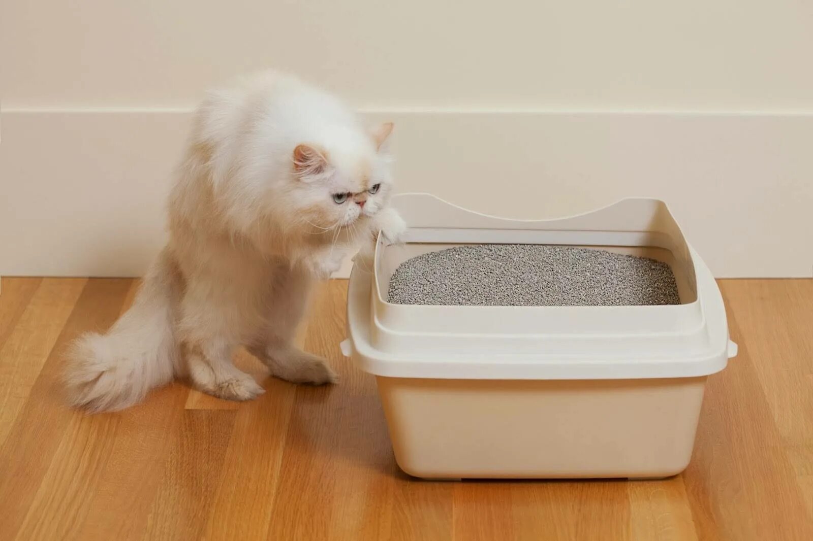 Как часто меняют кошачий туалет. Cat litter наполнитель. туалет для кошек. наполнитель для кошачьего туалета. кошачий лоток с наполнителем.
