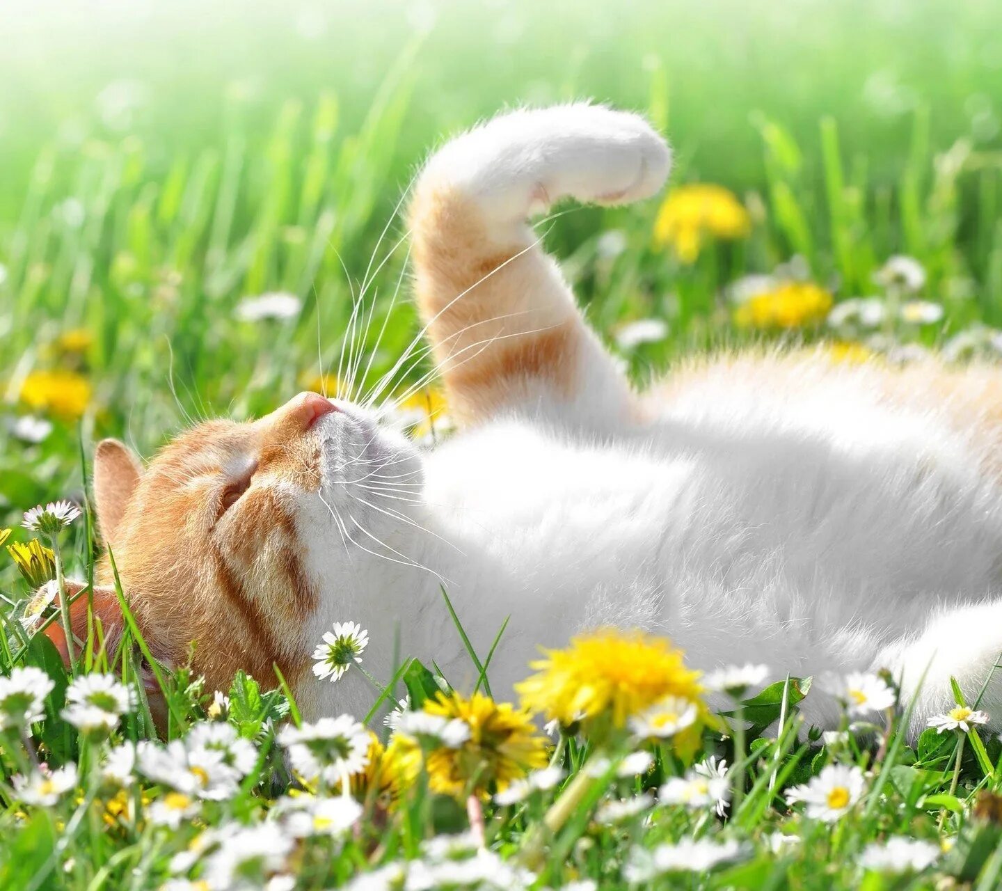 Доброе весеннее утро с котятами. Котики лето. Кошка на солнышке. Кот нежится на солнце. Котик на солнышке.