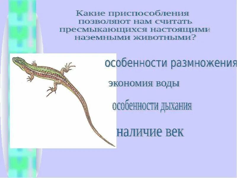 Пресмыкающихся называют наземными животными так как они. Приспособление к размножению. приспособления пресмыкающихся к наземному образу жизни. почему пресмыкающиеся настоящие наземные животные. приспособления пресмыкающихся к жизни в воде.