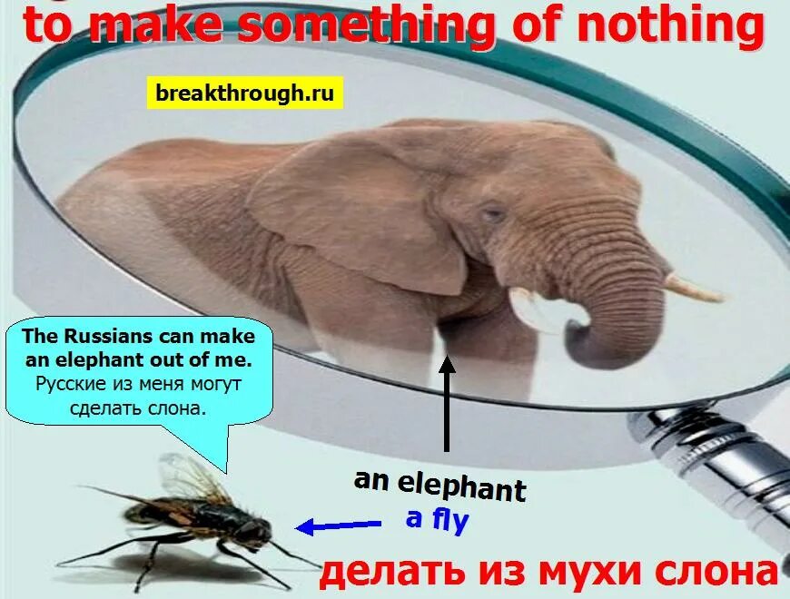Не делай из мухи слона. Муха слон на английском. Муха слон на английском. Делать из мухи слона фразеологизм. Делать из мухи слона.