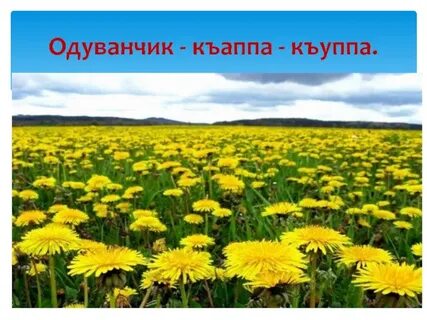 Растения родной