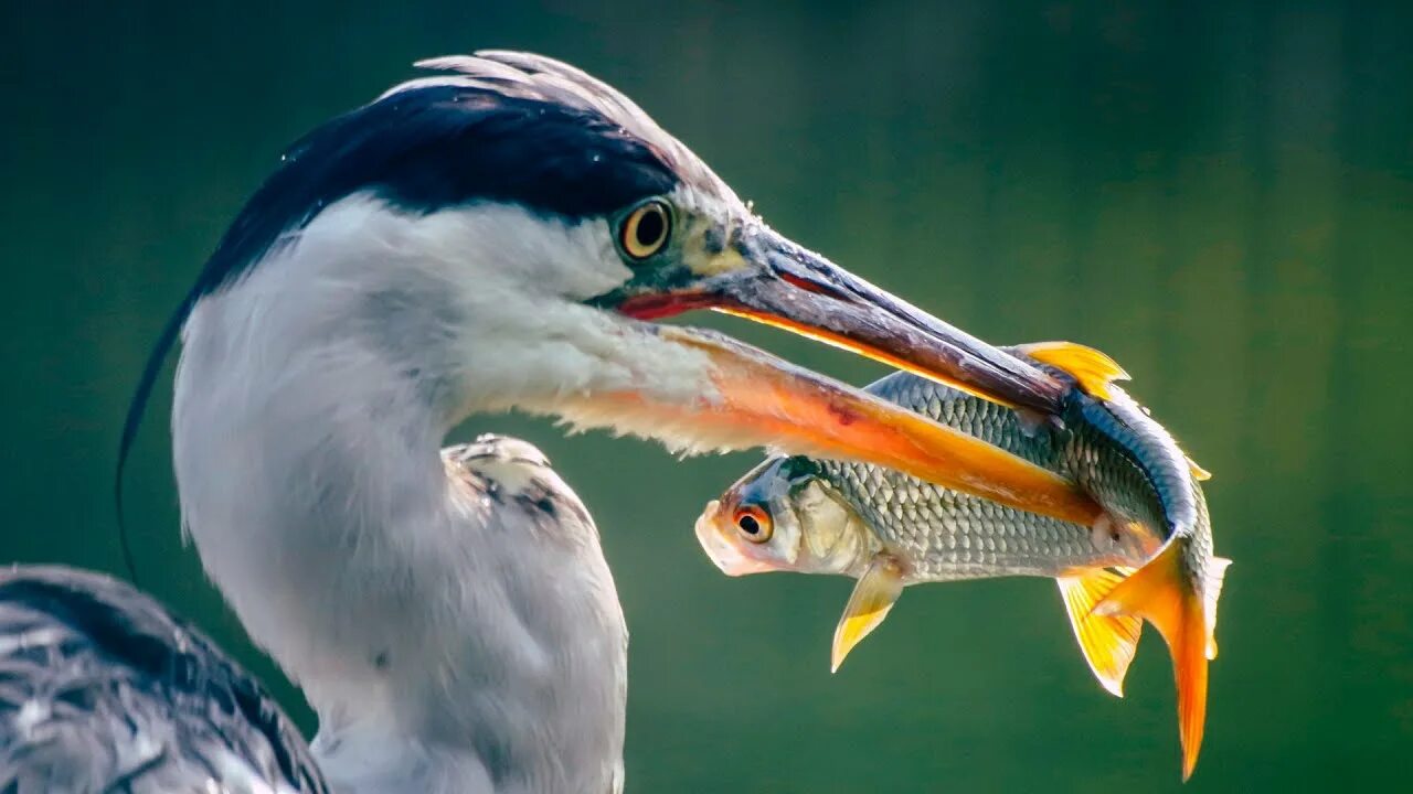 белобрюхая цапля. клюв цапли. клюв пеликана. серая цапля. клюв цапли.