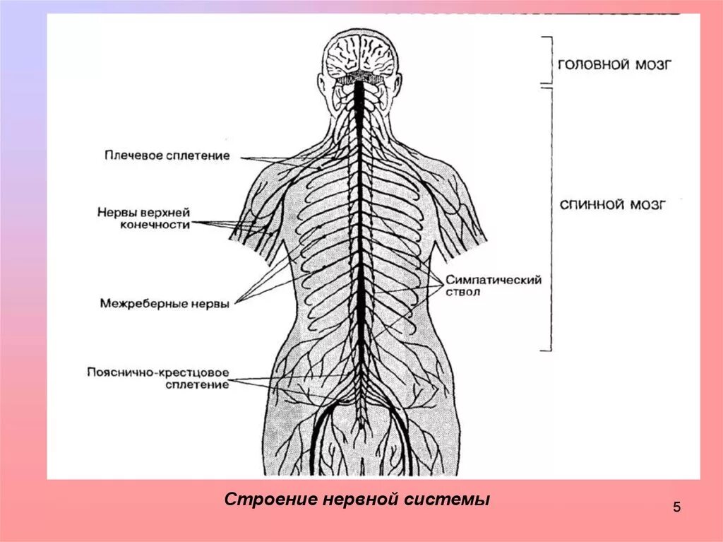 Периферические нервы и сплетения. Нервная система человека схема анатомия. Нервная система схема спинного мозга. Нервы спинного мозга схема. Сплетения спинномозговых нервов схема.