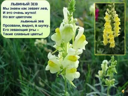 Львиный прилагательное