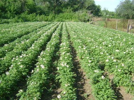 Сотка под картофель