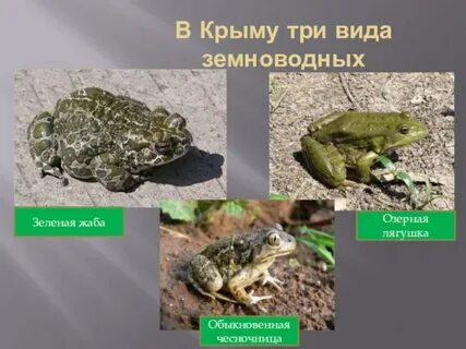 Земноводные крыма