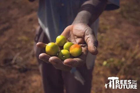 They sell fruit