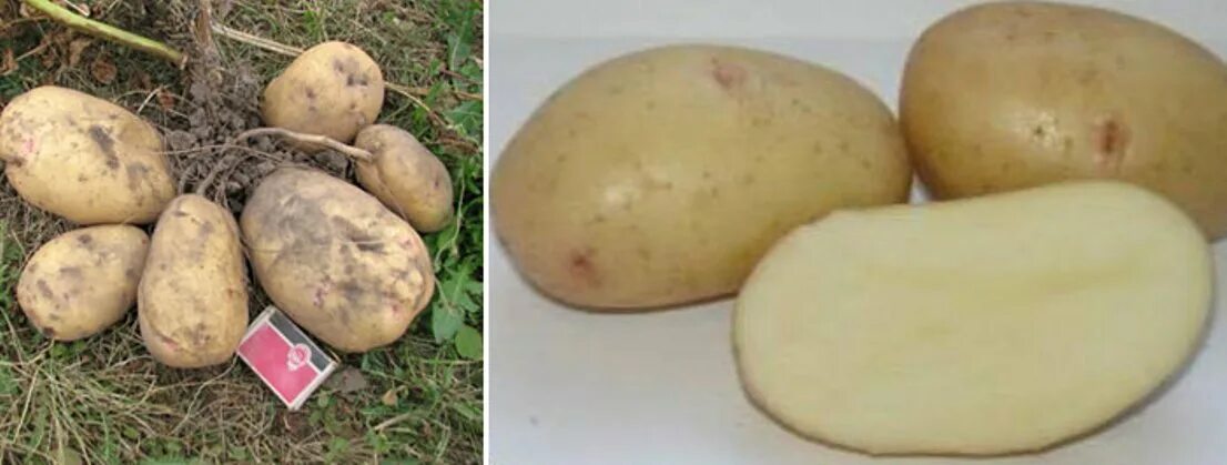 Сорт картофеля родриго характеристика. Картофель сорт Родриго. Картофель сорт Ирбитский. Семенной картофель великан. Картофель сорт Лабелла семенной.