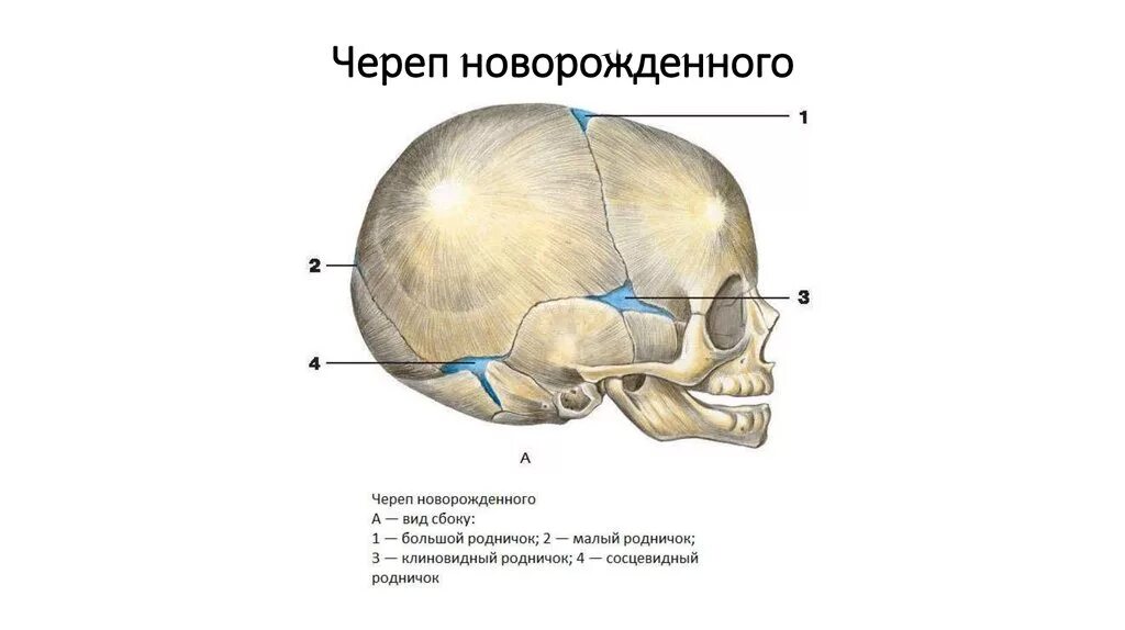 Швы большого родничка. Строение черепа новорожденного швы роднички. Строение родничков черепа новорожденного. Строение костей черепа у грудничка.