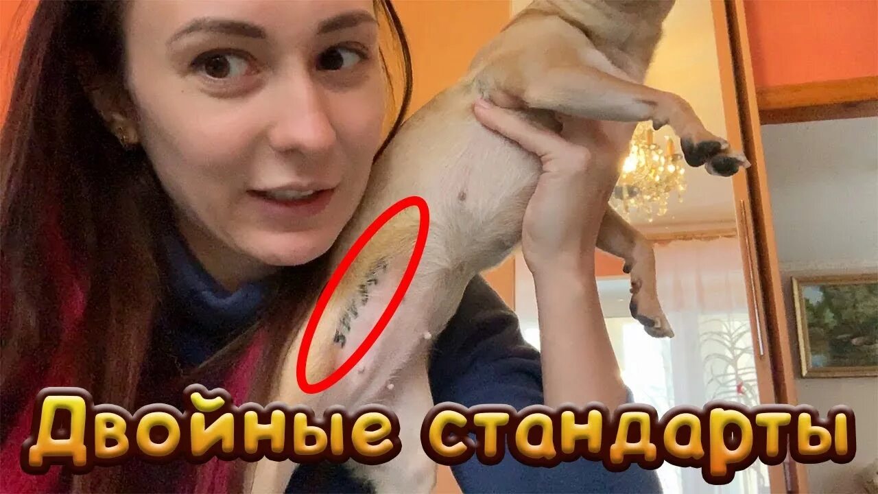 Уговариваю рысь Ханну принять ванну / I persuade lynx Hannah to take a bath - Yo