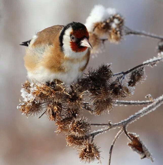 щегол картина фабрициуса. щегол зима. птица щегол акварель. работа щеглом. щегол картина.