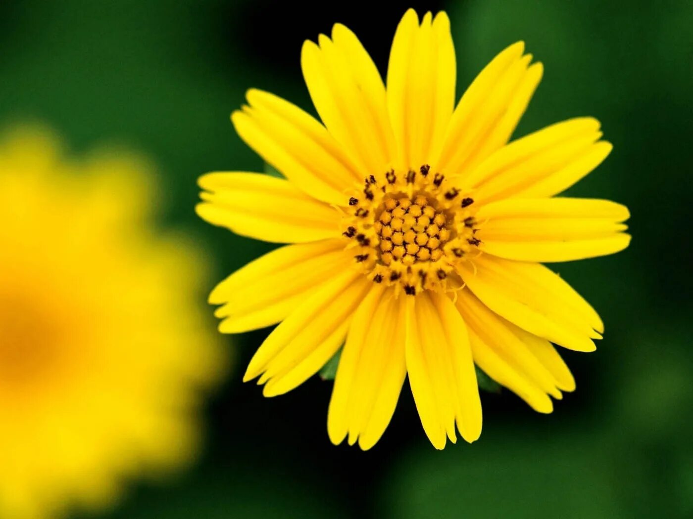 калужница болотная брайт еллоу. жёлтый цветок. цветы в поле календула картинки. жёлтый цветок. желтый цветок на английском.