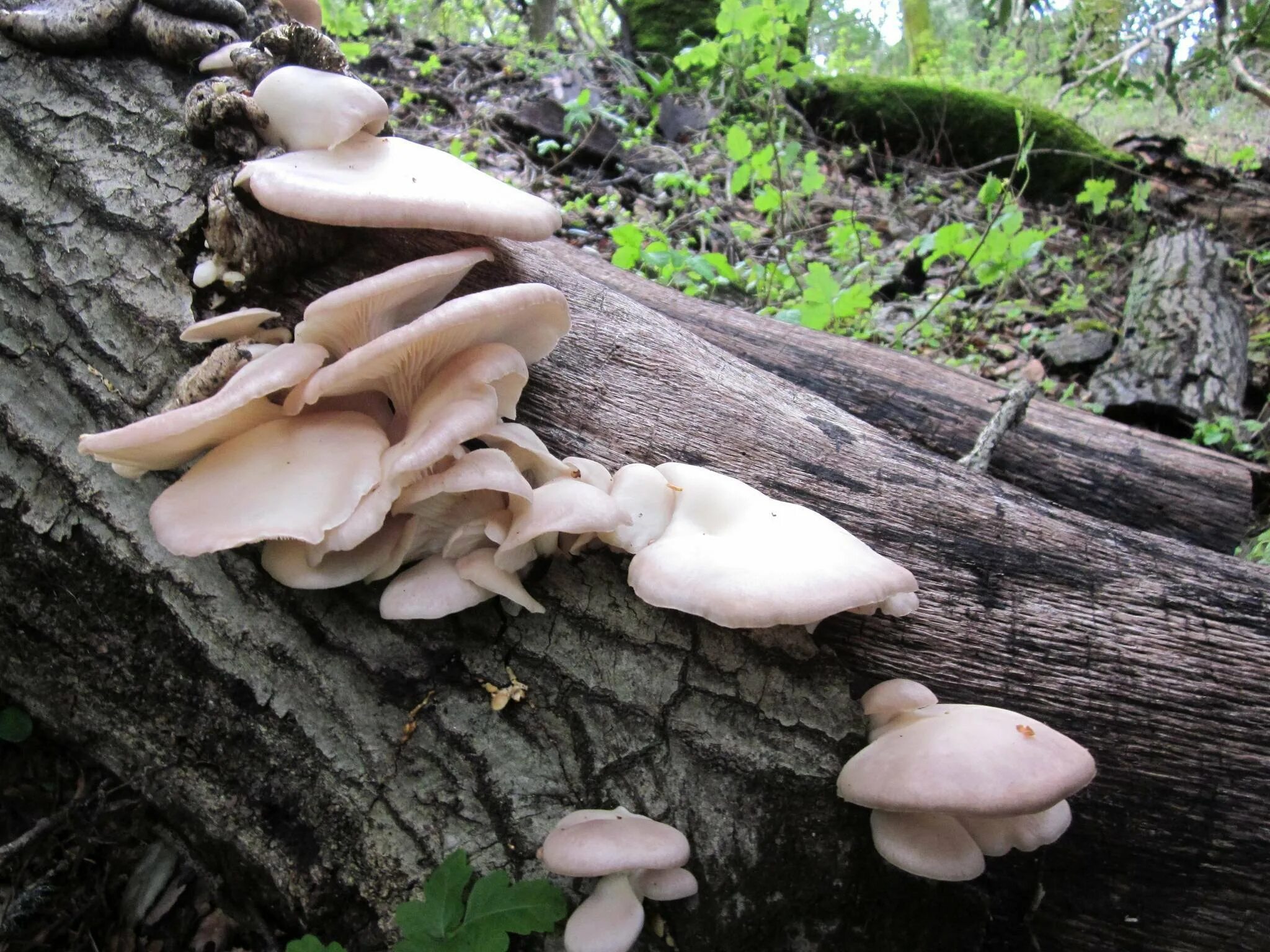 Вешенки москва. Вешенка устричная (Pleurotus ostreatus). Вешенка рожковидная Лесная. Вешенка говорушка древесные. Вёшенка обыкновенная Лесная.