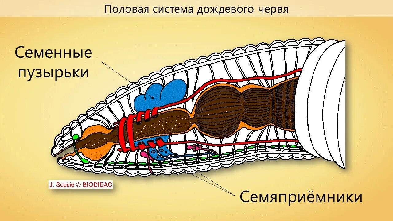 Развитие с метаморфозом дождевой червь. Половая система дождевого червя. Половая система кольчатых червей. Строение половой системы кольчатых червей. Половая система кольчатого червя.