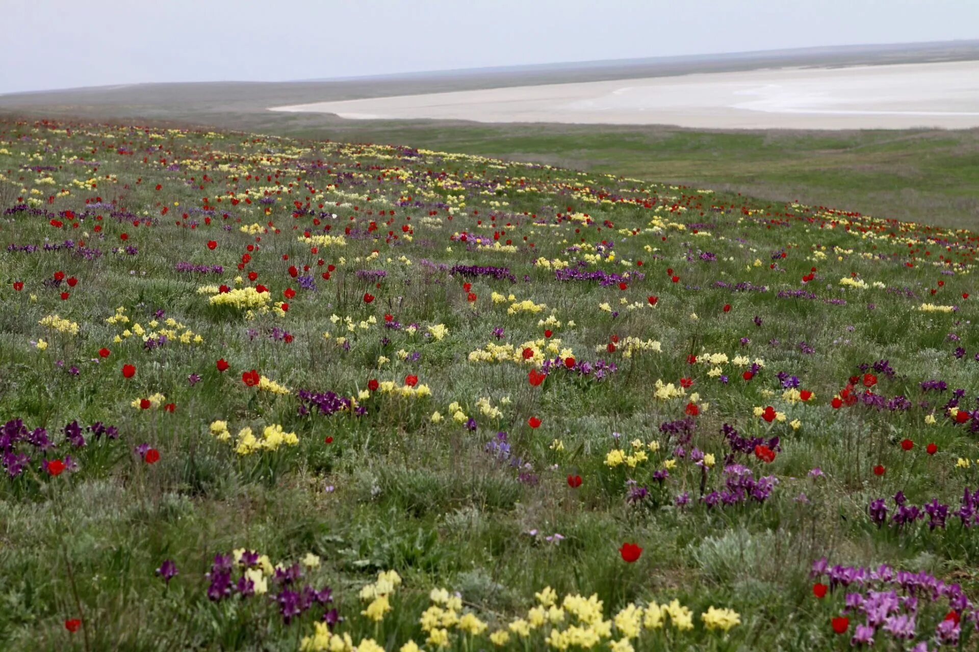 Желтые цветы горного алтая. Макеевка растительный мир. Степная растительность ставропольский край. Субальпийский пояс кавказа. Хомутовская степи донбасса.