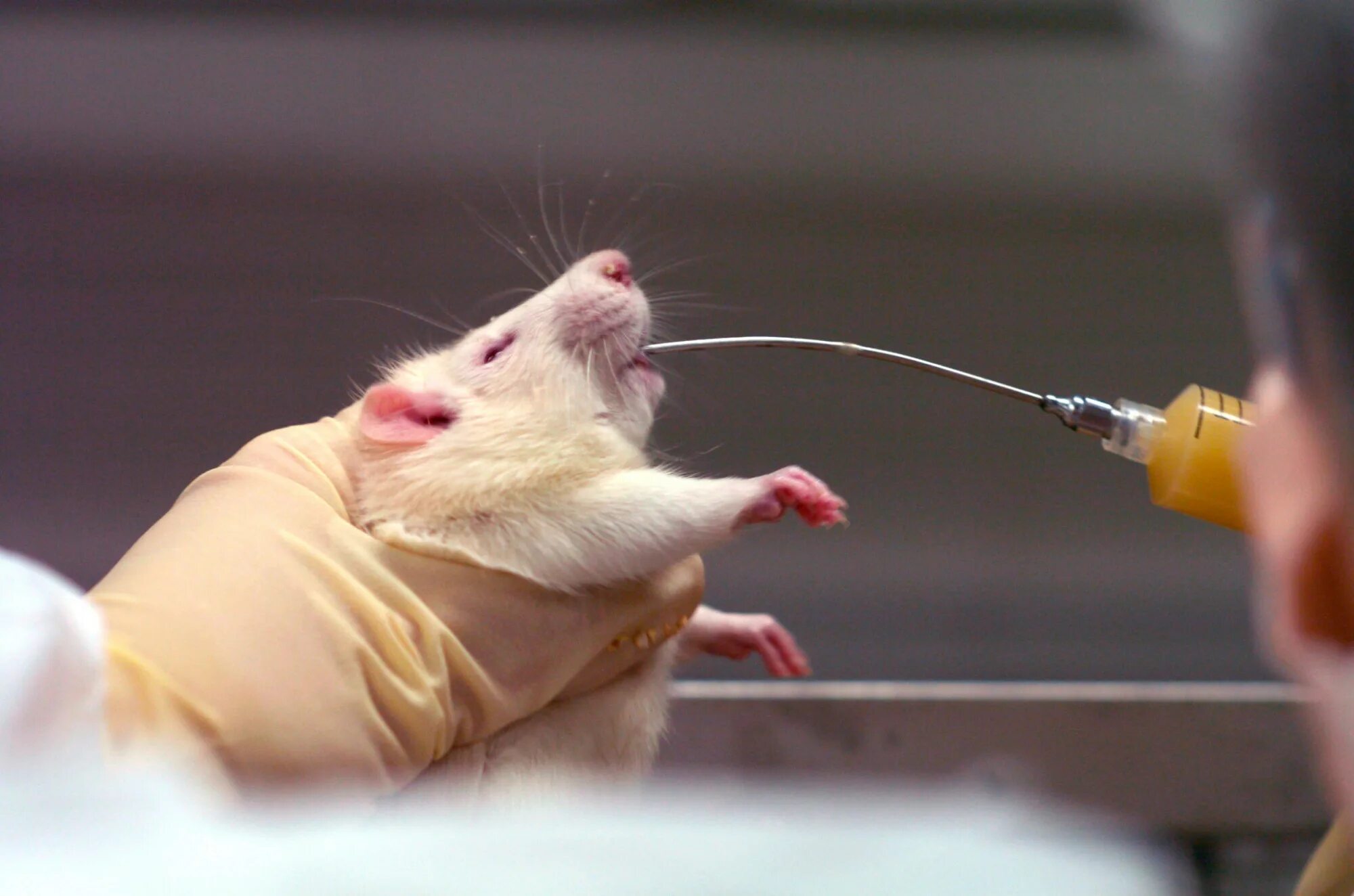 лабораторные мыши. белые лабораторные мыши. опыты на грызунах. исследования на мышах. опыты на лабораторных животных.