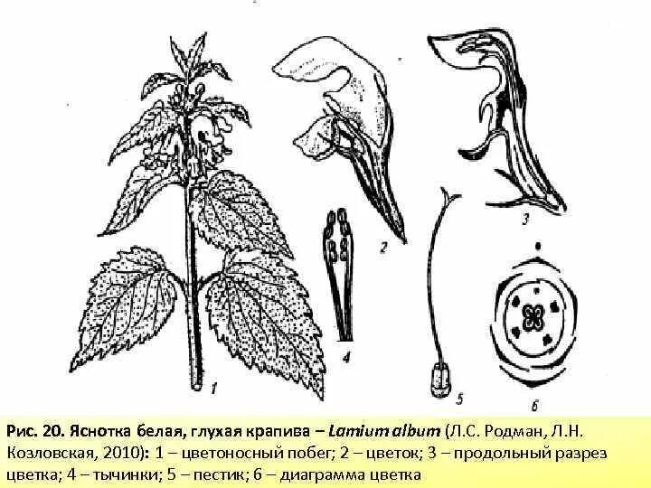 NETTLE LEAVES CLIPART - 7px Image #12