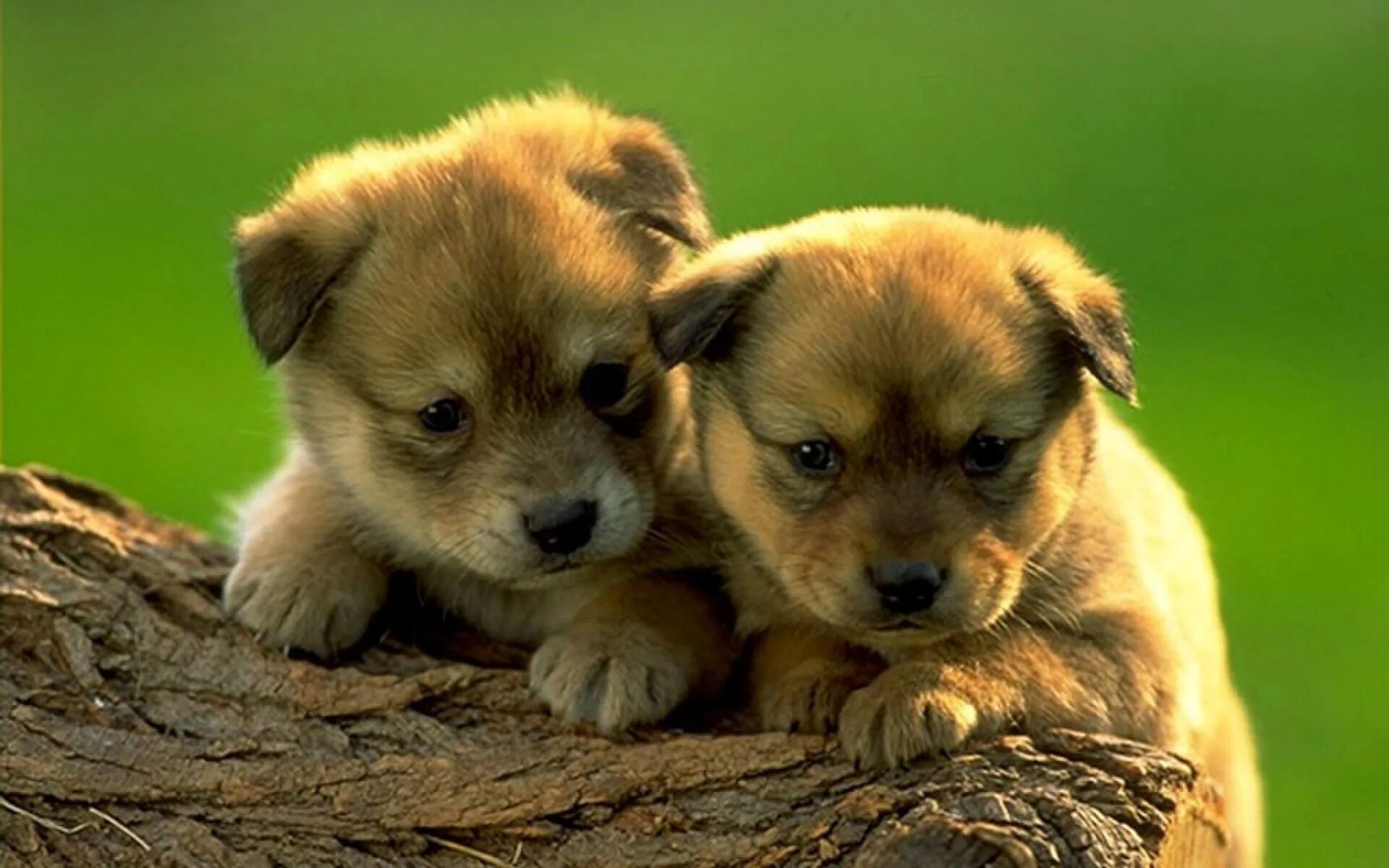 Красивые щенки. Милый щенок. Картинки щенков. Милые щеночки. Можно щеночку