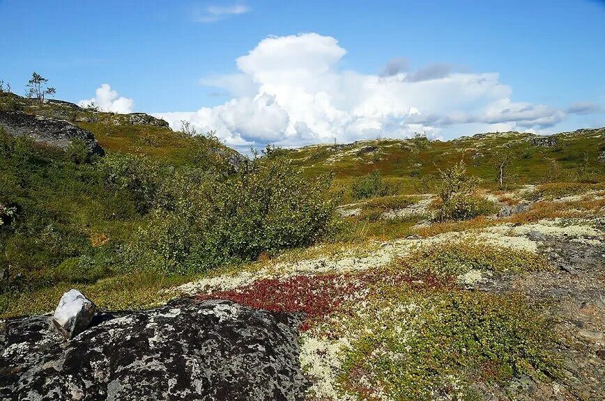 Волчьи–монче–чуна-тундры. Волчьи тундры мурманская область. Болотистая тундра. Растительность большеземельской тундры. Тундра полуостров рыбачий.