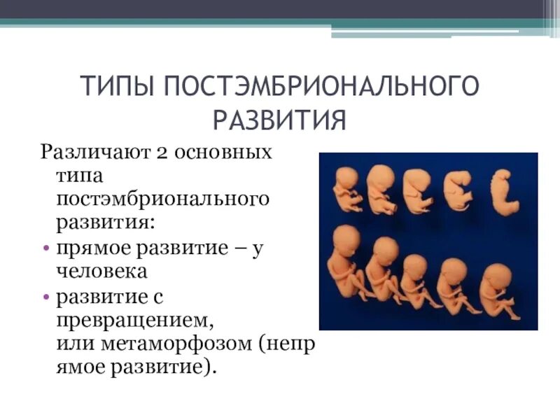 Постэмбриональный период онтогенеза человека. Онтогенез постэмбриональный период развития. Периодизация постэмбрионального развития человека. Этапы постэмбрионального развития человека таблица.