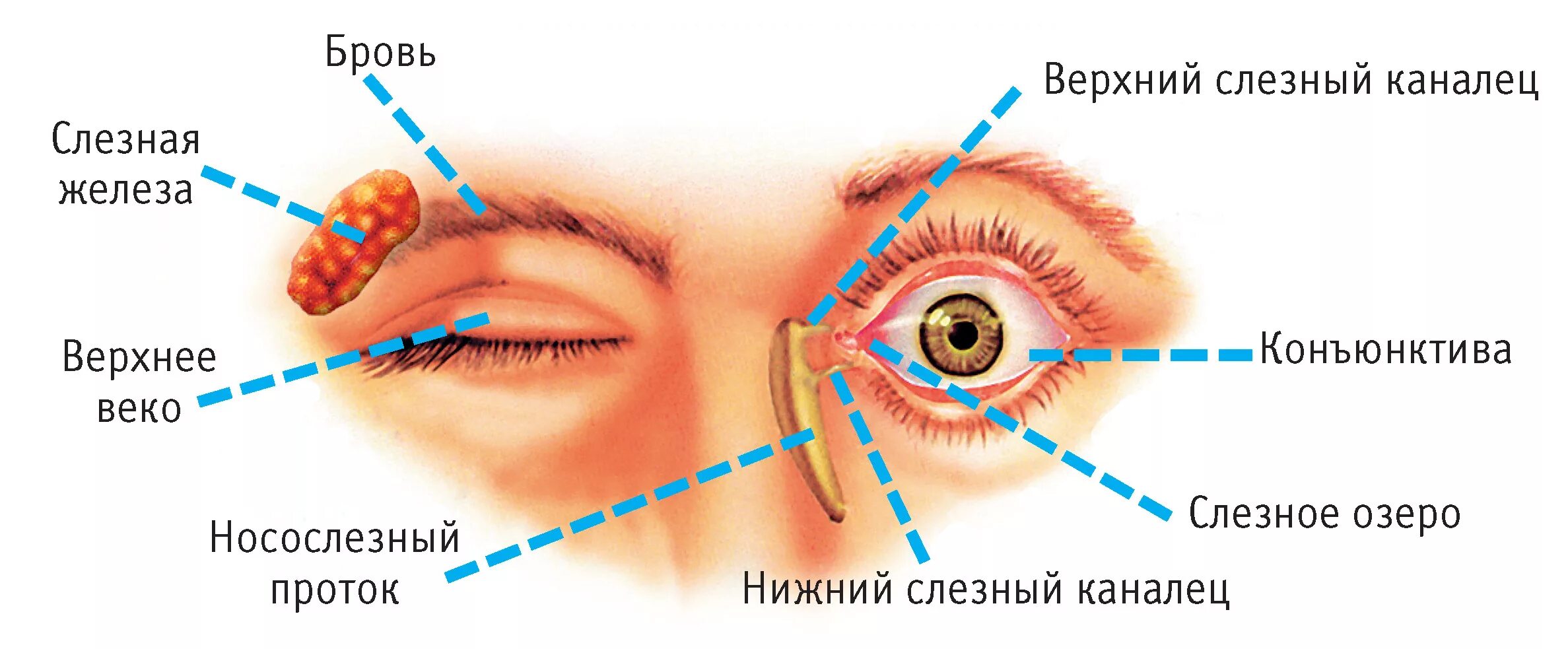 Секрет слезных желез. Строение глаза слезная железа. Строение глаза конъюнктивальный. Строение глаза слезный мешок. Строение глаза конъюнктивальный мешок.