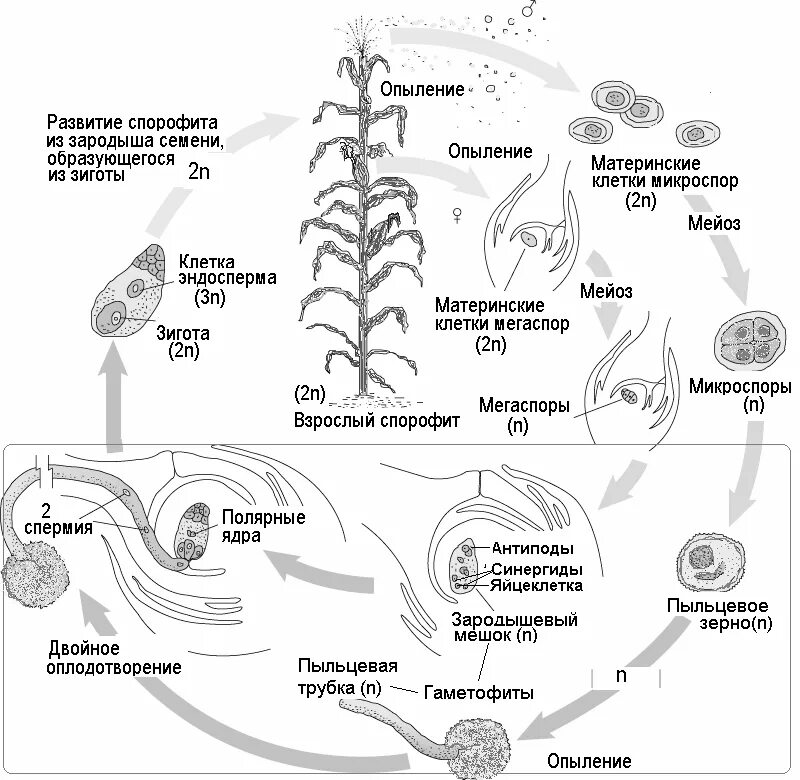Клетки зародыша хвоща. Жизненный цикл покрытосеменных растений схема. Жизненный цикл цветковых растений гаметофит. Жизненные циклы растений гаметофит и спорофит. Циклы развития цветкового растения схемы ЕГЭ.