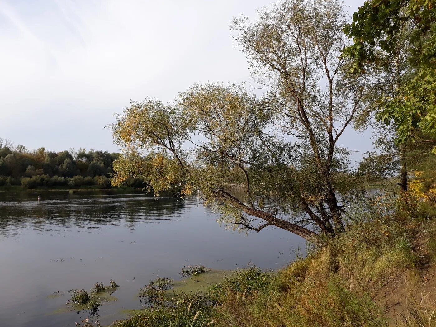 Сочинение ива над рекой. Ива над водой. Река плачет. Ива над водяной колонкой в Анапе угол Советской и Гребенской. Ива над рекой фото.