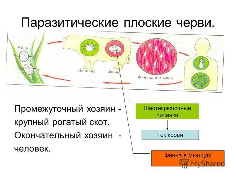 Для кого из червей человек является окончательным. Бычий цепень промежуточный хозяин и основной хозяин. Цикл печеночного сосальщика биология. Цикл развития вооруженного цепня схема. Промежуточный хозяин бычьего цепня.