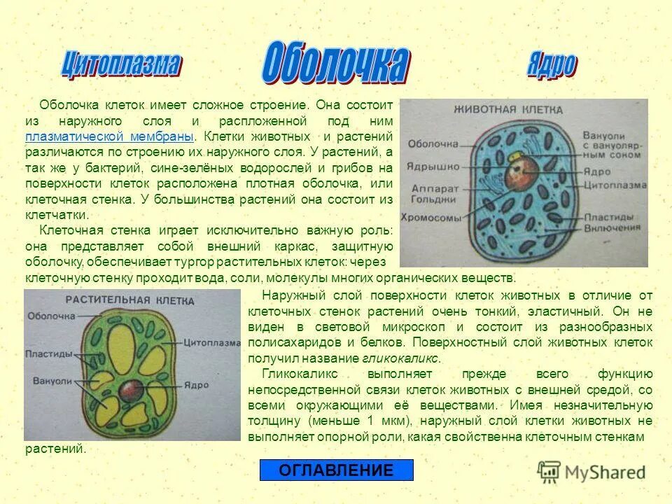 Строение клетки 5 класс биология ядро цитоплазма мембрана. Строение клетки клеточная мембрана цитоплазма 10 класс. Клетка это кратко. Строение клетки функции цитоплазмы