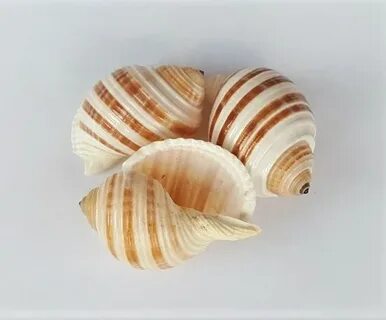 Ракушки 6