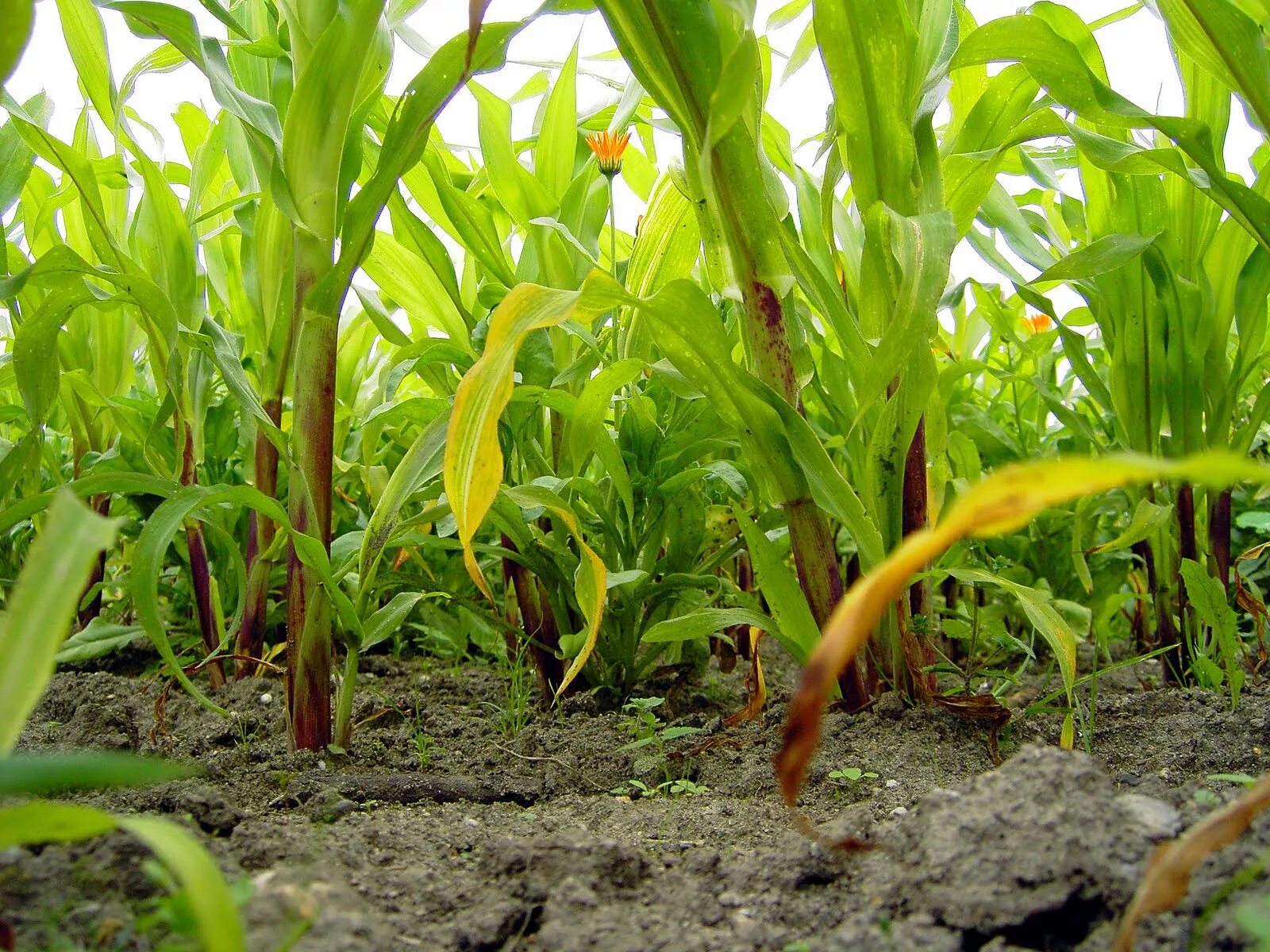 Всходы кукурузы. Почва для кукурузы. Всходы кукурузы. Прополка кукурузы. Удобрения для кукурузы на зерно.