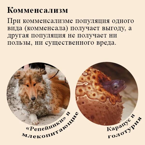 Типы биотических отношений. Конспект Биология. Подготовка к ЕГЭ, ОГЭ, ДВИ